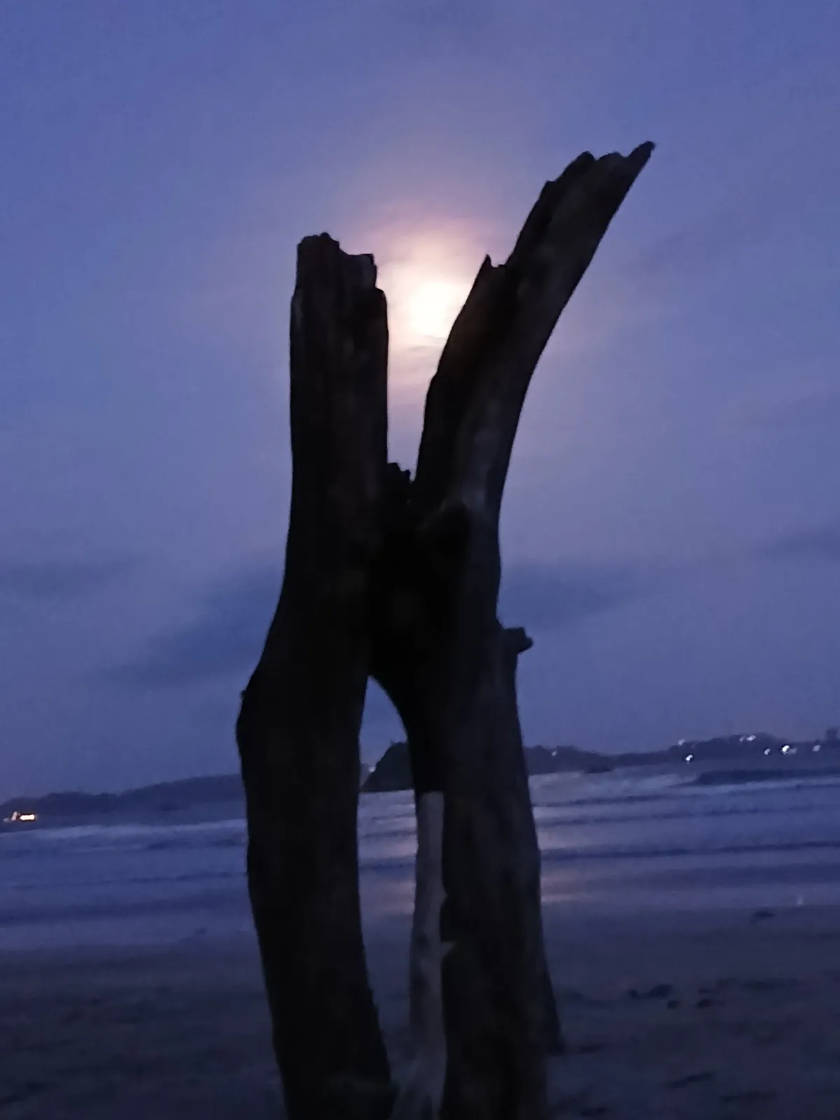 Sunset palm trees at Weligama surf beach